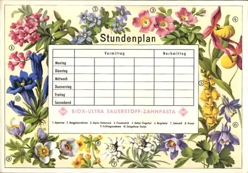 Stundenplan BIOX-Ultra Sauerstoff-Zahnpasta, Heimische Pflanzen & Blumen, Edelweiß Alpenrose um 1960