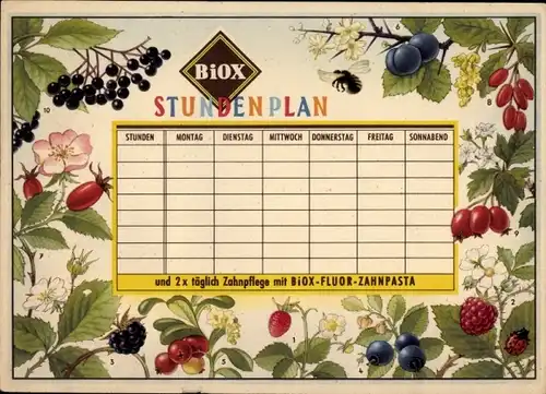 Stundenplan Reklame Biox Fluor Zahnpasta, Beeren Waldbeere Holunder Heidelbeere um 1950