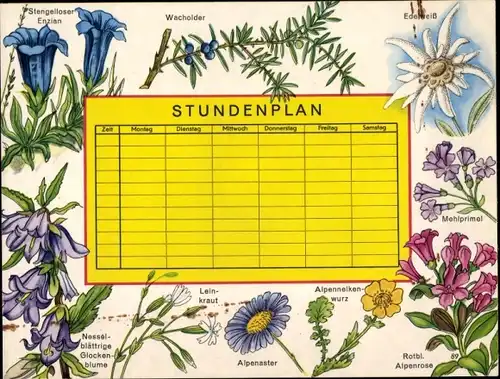 Stundenplan Blumen und Kräuter, Alpenaster, Alpennelkenwurz, Wacholder um 1950