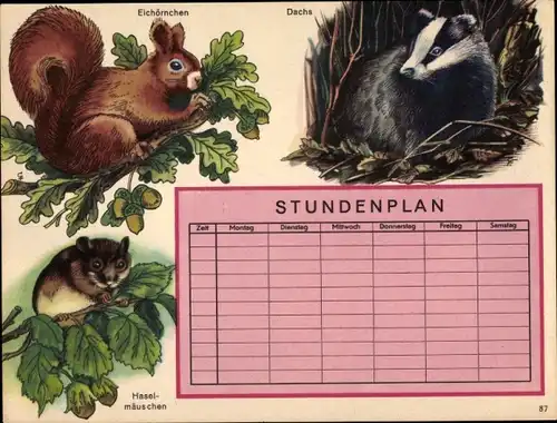 Stundenplan Schloß-Apotheke Marktoberdorf, Tiere, Eichhörnchen, Haselmäuschen, Dachs um 1960