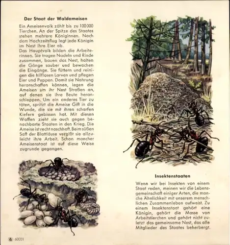 Stundenplan Neue Sparkasse, Glockengießerwall 21, Hamburg, Der Staat der Waldameisen um 1965