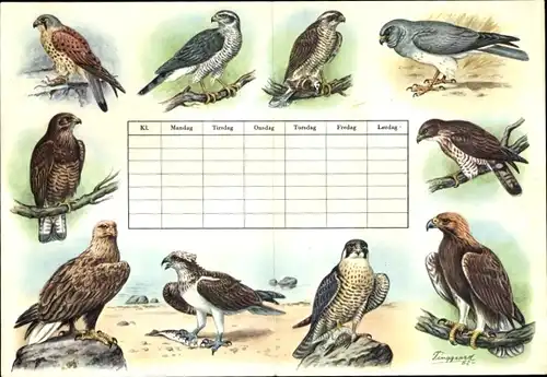 Stundenplan Dänemark, Jugenverband für Tierschutz, Greifvögel Adler um 1970