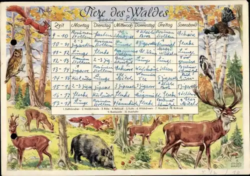 Stundenplan DDR Tiere des Waldes - Reh Wildschwein Hirsch Eichhörnchen um 1950
