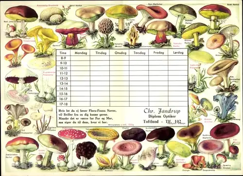 Stundenplan Optiker Uhrmacher Chr. Jandrup Toftlund Dänemark - Flora-Fauna Pilze um 1950