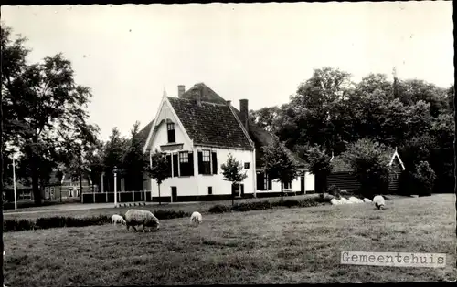 Ak Niederlande, Gemeentehuis, Schafe