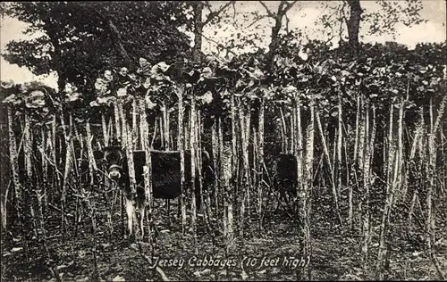 Ak Kanalinsel Jersey, Cabbages
