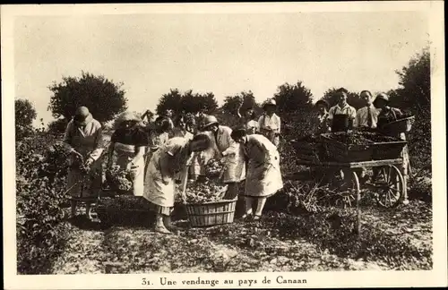Ak Une vendange au pays de Canaan, Weinlese, Pays de la Promesse