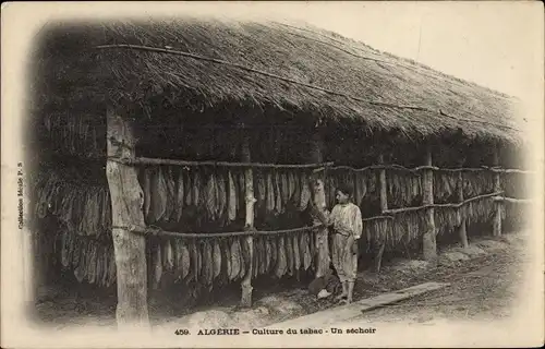 Ak Algerien, Culture du tabac, Un sechoir, trocknende Tabakblätter