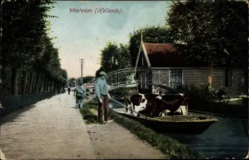 Ak Westzaan Zaanstad Nordholland Niederlande, Kanalpartie, Kahn, Kühe, Brücke