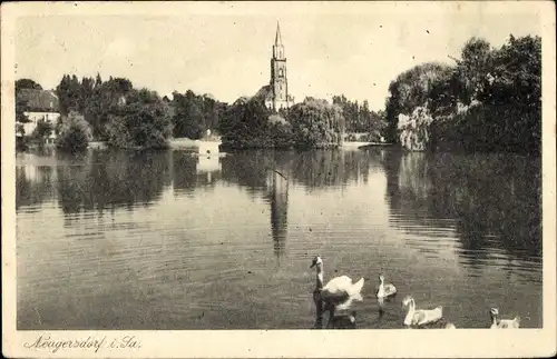 Ak Neugersdorf in der Lausitz, Partie am Weiher, Schwäne