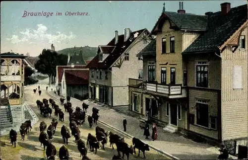 Ak Braunlage im Oberharz, Viehtrieb durch den Ort, Rinder