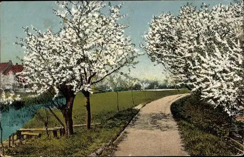 Ak Frühlingszeit, blühende Bäume, Baumblüte