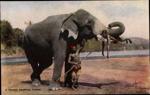 Ak Ceylon Sri Lanka, A Temple Elephant