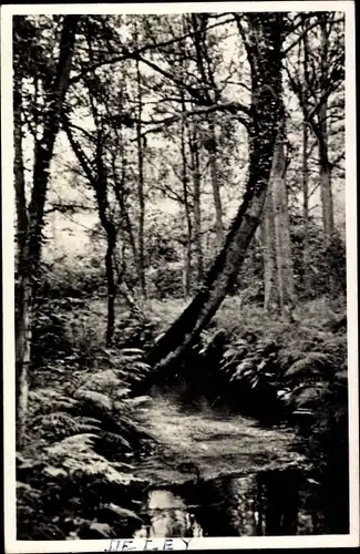 Ak Nordbrabant Niederlande, Waldpartie, Bächlein, Bäume