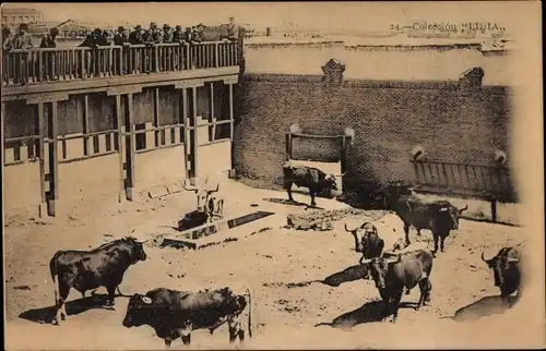 Ak Corrida de Toros, Stierkampf, Stiere werden begutachtet