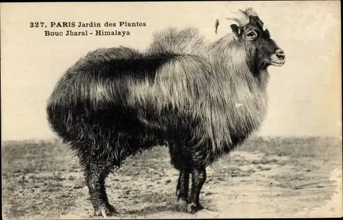 Ak Paris V., Jardin des Plantes, Bouc Jharal, Himalaya