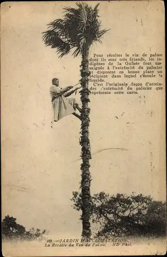 Ak Paris XVI., Jardin d'Acclimatation, la recolte du Vin de Palme