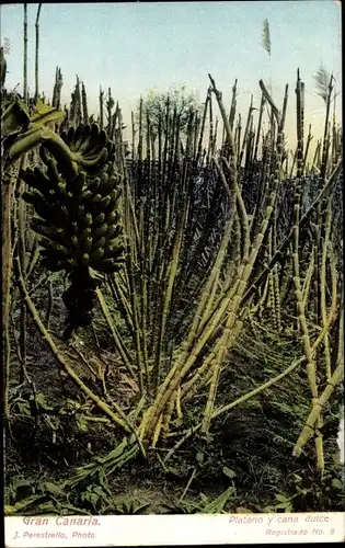 Ak Gran Canaria Kanarische Inseln, Platano y cana dulce, Bananen, Zuckerrohr