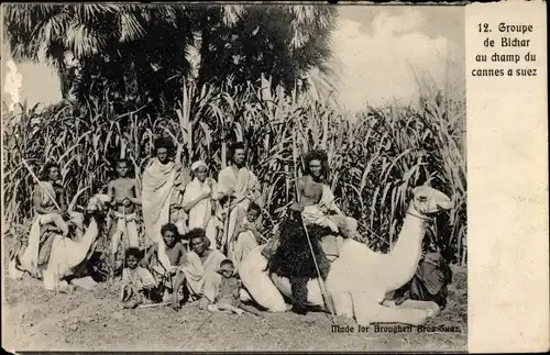 Ak Ägypten, Groupe de Bichar au champ du cannes a suez, Einheimische, Kamel