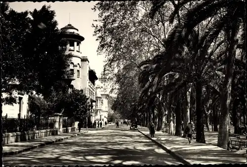 Ak Malaga Andalusien, Avenida Cervantes, Straßenpartie, Palmen