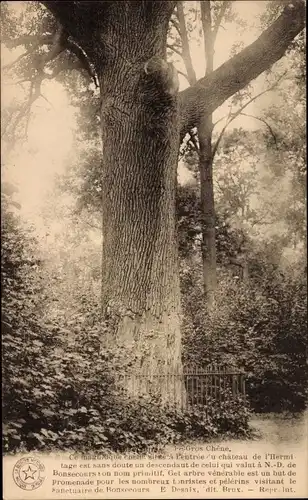 Ak Allouville Bellefosse Seine-Maritime, Le Gros Chene, Baum