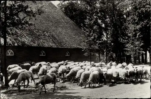 Ak Exloo Drenthe Niederlande, Schaapskooi