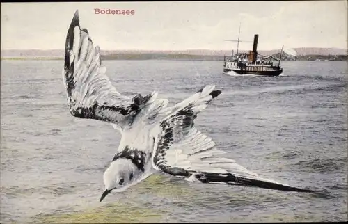 Ak Bodensee, Möwe, Dampfschiff