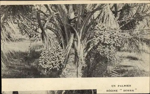 Ak Un Palmier Regime Horra, Palme