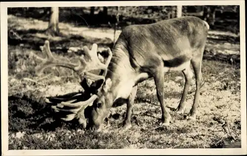 Ak Finnland, Rentier