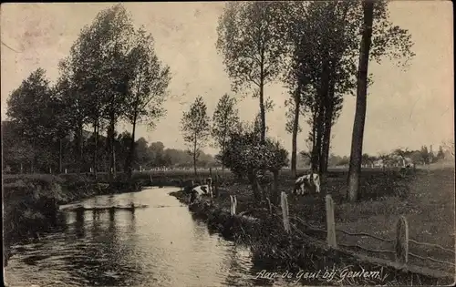 Ak Geulem Houthem Limburg Niederlande, Aan de Geul, Kühe am Fluss