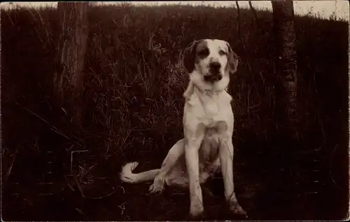 Foto Ak Hundeportrait, Hund auf einer Wiese