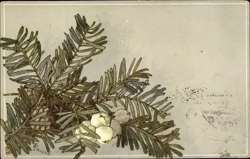 Künstler Ak Baisch, Tannenzweig mit Zapfen