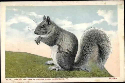 Ak Harrisburg Pennsylvania USA, Billy, one of the pets in Capitol Park, Eichhörnchen