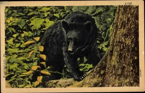 Ak USA, Bär im Dickicht