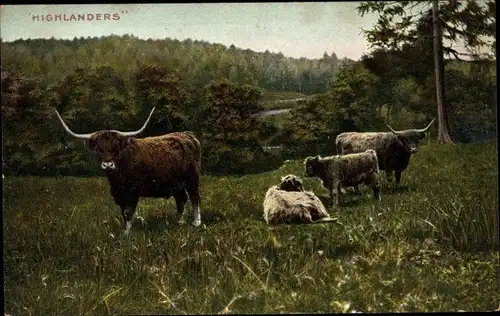 Ak Highlanders, Schottische Hochlandrinder