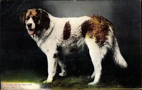 Ak Chien du St. Bernard, Bernhardiner