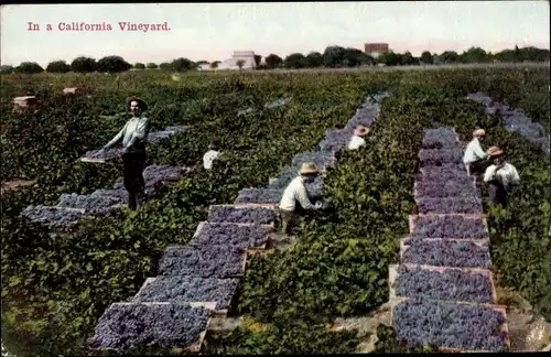 Ak Kalifornien USA, In a California Vineyard, Weinlese