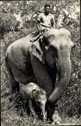 Ak Comité National de l'Enfance, Éléphante des Indes et son petit, Elefant mit Kalb, Mahut