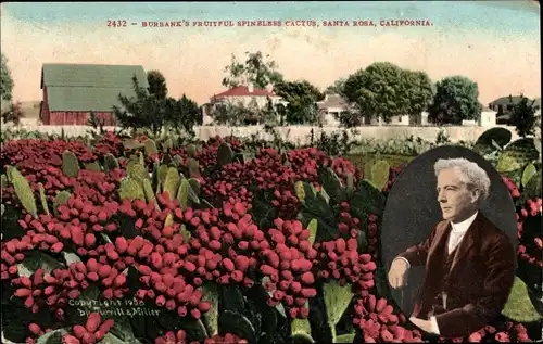 Ak Santa Rosa Kalifornien USA, Luther Burbank's Spineless Cactus