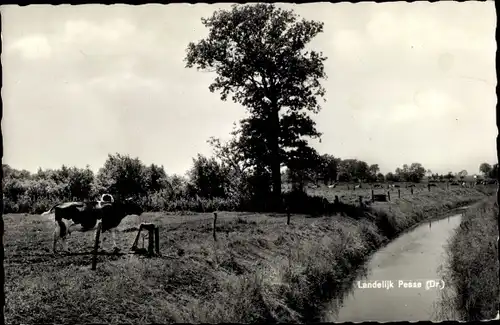 Ak Pesse Drenthe Niederlande, Landelijk Pesse, Kuhweide