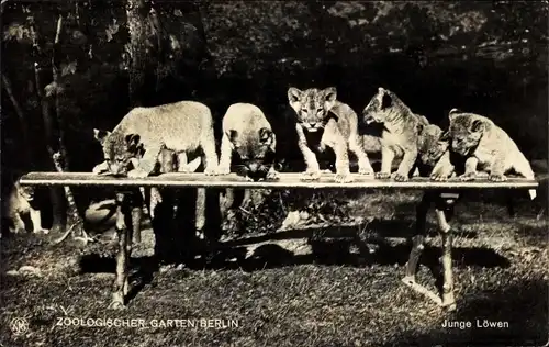 Ak Zoologischer Garten Berlin, Junge Löwen