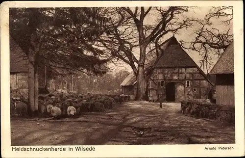 Ak Wilsede Bispingen Lüneburger Heide, Heidschnuckenherde