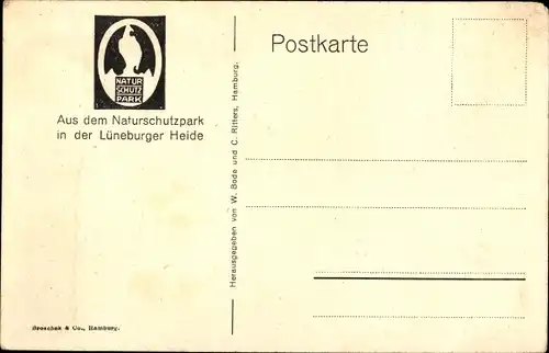 Ak Wilsede Bispingen Lüneburger Heide, Heidschnuckenherde