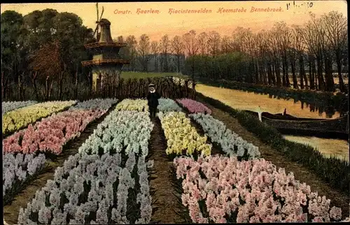 Ak Bennebroek Nordholland Niederlande, Omstr. Haarlem, Hiacintenvelde