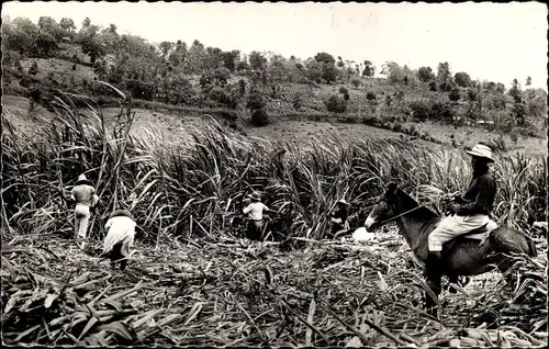 Ak Martinique, Coupe de Canne a sucre, Gathering sugar cane