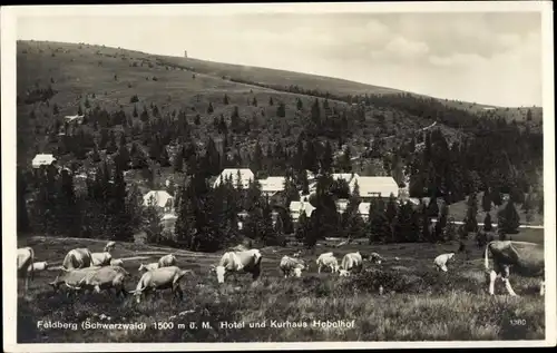 Ak Feldberg im Schwarzwald, Hotel und Kurhaus, Hebelhof, Kühe