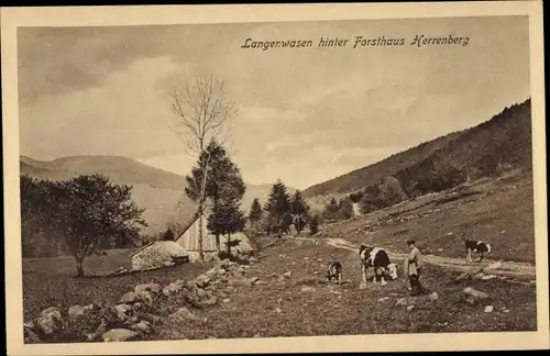 Ak Herrenberg in Württemberg, Langenwasen hinter Forsthaus Herrenberg