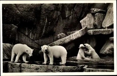 Ak Hamburg Eimsbüttel Stellingen, Carl Hagenbeck's Tierpark, Nordland Panorama, Eisbären