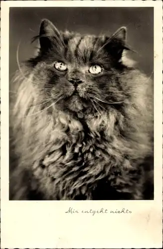 Ak Mir entgeht nichts, Katzenportrait