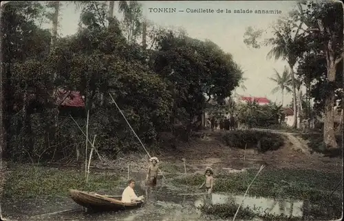 Ak Tonkin Vietnam, Cueillette de la salade annamite